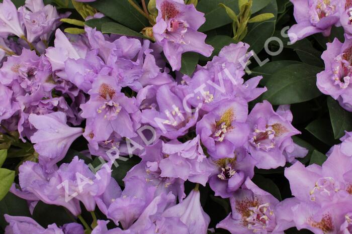 Pěnišník 'Fastuosum Flore Pleno' - Rhododendron 'Fastuosum Flore Pleno'