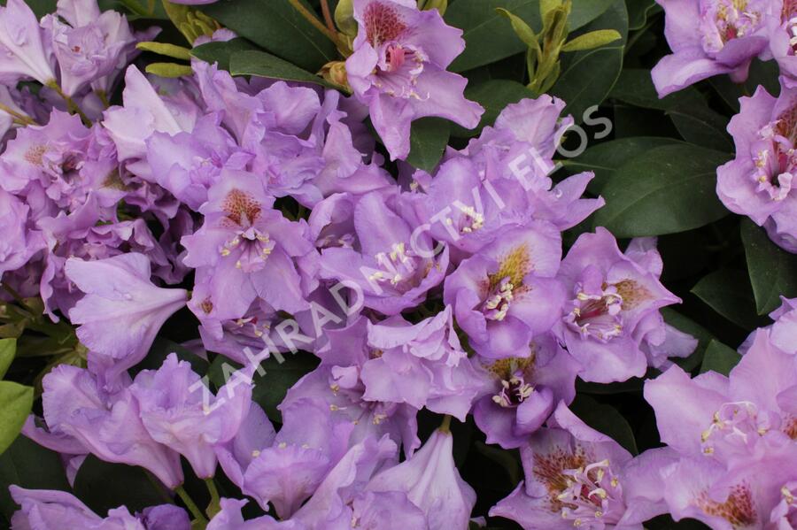 Pěnišník 'Fastuosum Flore Pleno' - Rhododendron 'Fastuosum Flore Pleno'