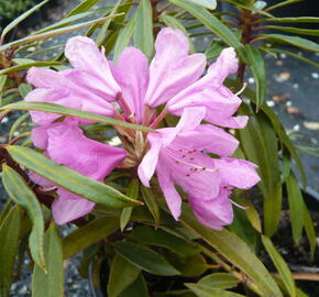 Pěnišník černomořský 'Graziella' - Rhododendron ponticum 'Graziella'