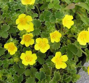 Mochna velkokvětá - Potentilla megalantha