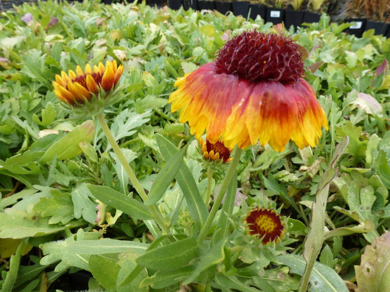 Kokarda osinat Bijou Gaillardia aristata Bijou