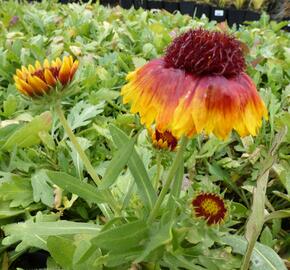 Kokarda osinatá 'Bijou' - Gaillardia aristata 'Bijou'