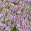 Mateřídouška 'Doone Valley' - Thymus citriodorus 'Doone Valley'