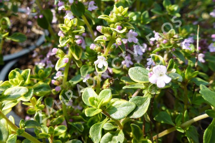 Mateřídouška 'Doone Valley' - Thymus citriodorus 'Doone Valley'