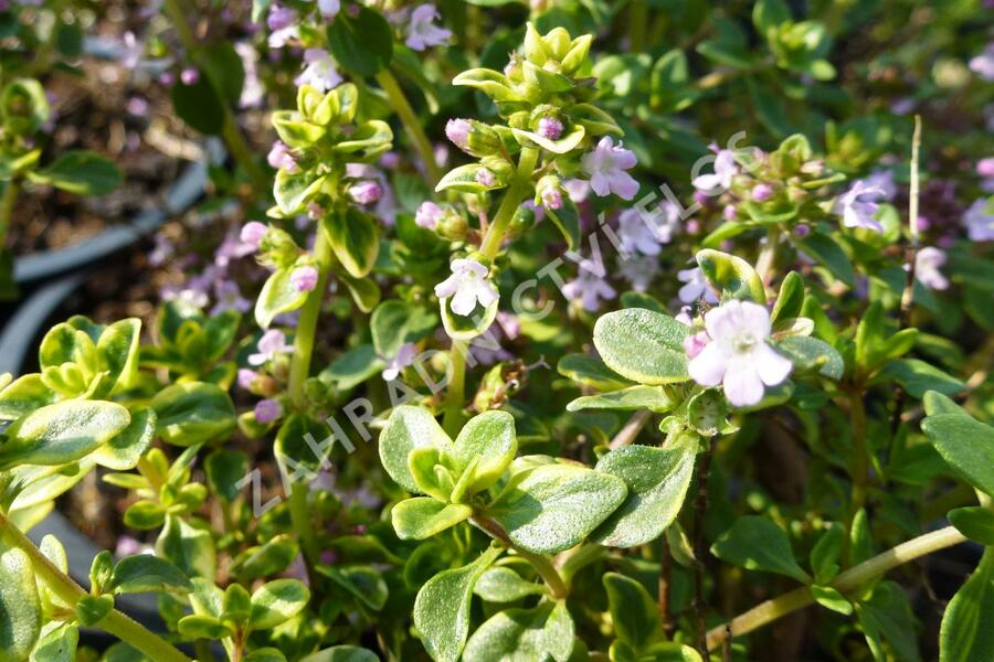 Mateřídouška 'Doone Valley' - Thymus citriodorus 'Doone Valley'