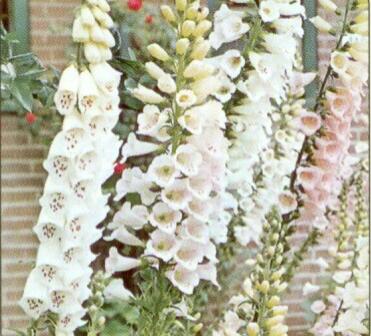 Náprstník červený 'Alba' - Digitalis purpurea 'Alba'