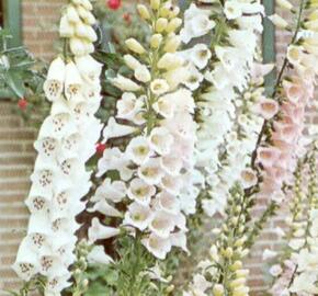 Náprstník červený 'Alba' - Digitalis purpurea 'Alba'