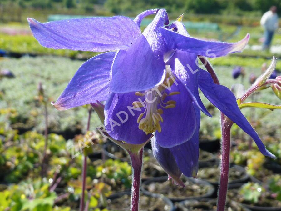 Orlíček alpský - Aquilegia alpina