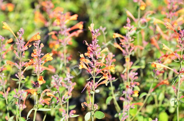 Agastache 'Tango' - Agastache aurantiaca 'Tango'