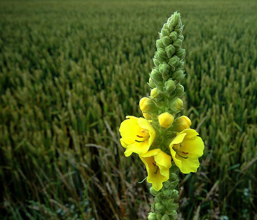 Divizna olympijská - Verbascum olympicum