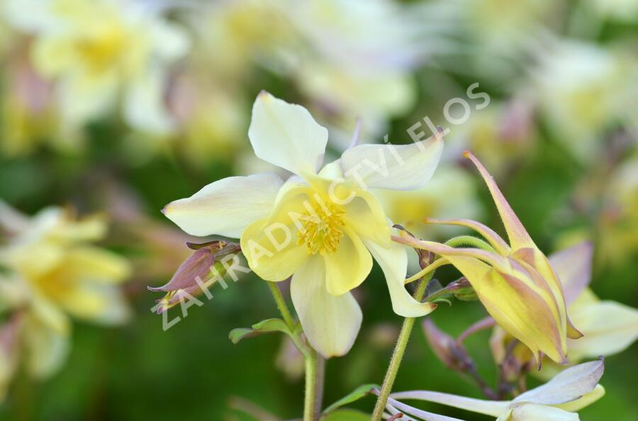 Orlíček 'Spring Magic Yellow' - Aquilegia caerulea 'Spring Magic Yellow'