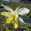 Orlíček 'Spring Magic Yellow' - Aquilegia caerulea 'Spring Magic Yellow'