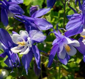 Orlíček 'Spring Magic Navy and White' - Aquilegia caerulea 'Spring Magic Navy and White'