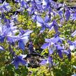 Orlíček 'Spring Magic Blue White' - Aquilegia caerulea 'Spring Magic Blue White'