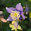 Orlíček 'Spring Magic Blue White' - Aquilegia caerulea 'Spring Magic Blue White'