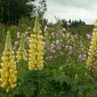 Lupina mnoholistá 'Chandelier' - Lupinus polyphyllus 'Chandelier'