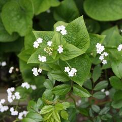 Pomněnkovec velkolistý 'Betty Bowring' - Brunnera macrophylla 'Betty Bowring'