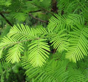 Metasekvoje tisovcovitá - Metasequoia glyptostroboides