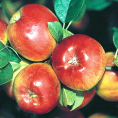 Jabloň podzimní 'Prima' - Malus domestica 'Prima'