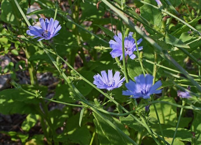 Čekanka obecná - Cichorium intybus