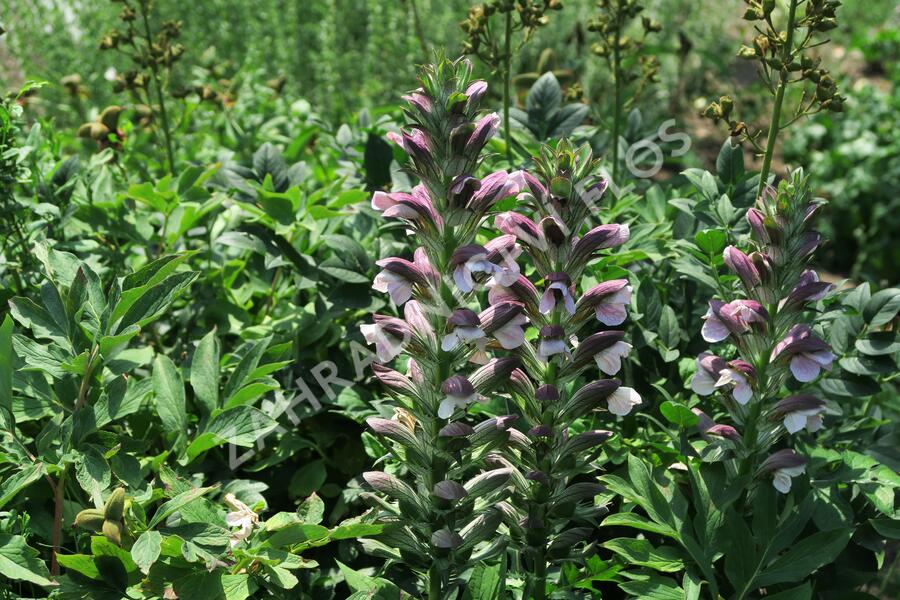 Paznehtník měkký - Acanthus mollis