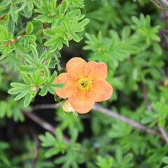 Mochna křovitá 'Red Joker' - Potentilla fruticosa 'Red Joker'