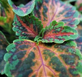 Pokojová kopřiva 'Wizzard Coral Sunrise' - Coleus blumei 'Wizzard Coral Sunrise'