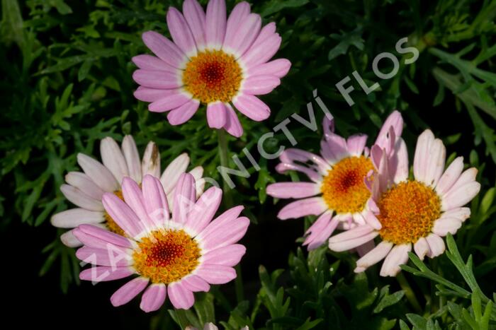 Kopretina pařížská 'Molimba Pink' - Argyranthemum frutescens 'Molimba Pink'