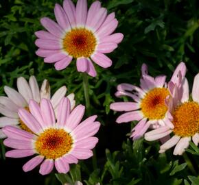 Kopretina pařížská 'Molimba Pink' - Argyranthemum frutescens 'Molimba Pink'