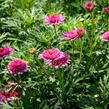 Kopretina pařížská 'Molimba Double Deep Rose' - Argyranthemum frutescens 'Molimba Double Deep Rose'