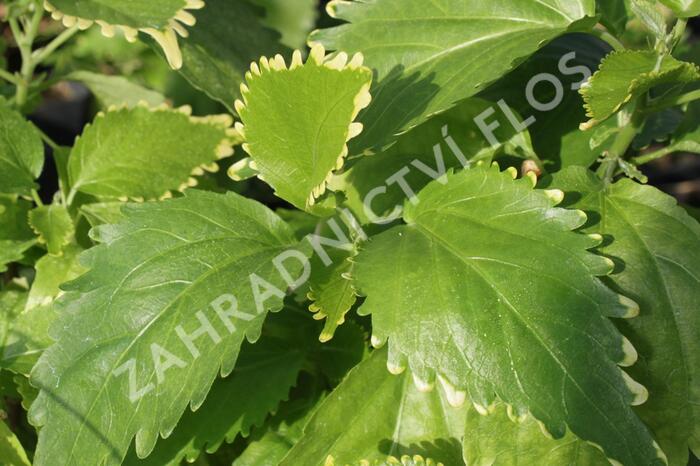 Kočičí ocásek, palnice f. circinata - Acalypha wilkesiana f.circinata