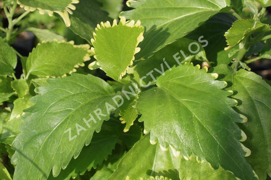 Kočičí ocásek, palnice f. circinata - Acalypha wilkesiana f.circinata