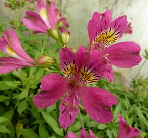 Alstromérie, boubelka 'Jazze Purple Rose' - Alstroemeria hybrida 'Jazze Purple Rose'