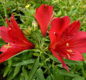 Alstromérie, boubelka 'Inticancha Red' - Alstroemeria hybrida 'Inticancha Red'