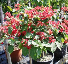 Kalina japonská 'Dart Red Robin' - Viburnum plicatum 'Dart Red Robin'