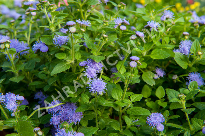 Nestařec americký 'Fields Blue' - Ageratum houstonianum 'Fields Blue'