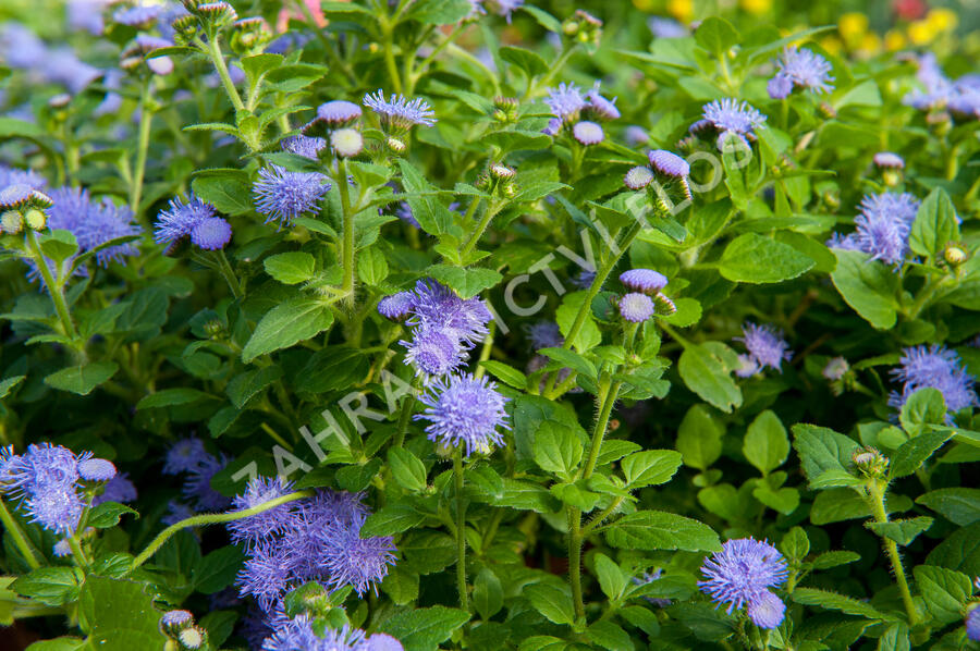 Nestařec americký 'Fields Blue' - Ageratum houstonianum 'Fields Blue'