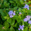 Nestařec americký 'Fields Blue' - Ageratum houstonianum 'Fields Blue'