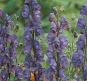 Oměj horský - Aconitum napellus