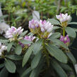 Pěnišník 'Schneekrone' - Rhododendron (Y) 'Schneekrone'