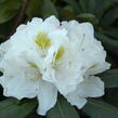 Pěnišník 'Schneekrone' - Rhododendron (Y) 'Schneekrone'