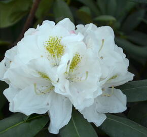 Pěnišník 'Schneekrone' - Rhododendron (Y) 'Schneekrone'