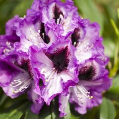 Pěnišník 'Azurro' - Rhododendron (T) 'Azurro'