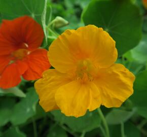 Lichořeřišnice větší 'Lobbianum' - Tropaeolum majus 'Lobbianum'