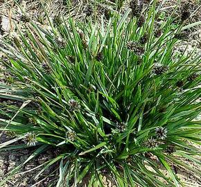 Pěchava Heuflerova - Sesleria heufleriana