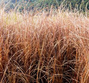 Ostřice Buchananova - Carex buchananii