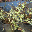 Lískovníček chudokvětý - Corylopsis pauciflora