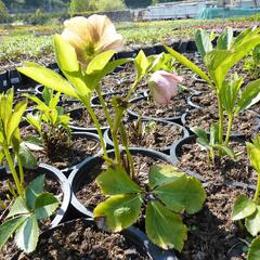 Čemeřice východní 'New Hybrids' - Helleborus orientalis 'New Hybrids'