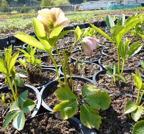 Čemeřice východní 'New Hybrids' - Helleborus orientalis 'New Hybrids'