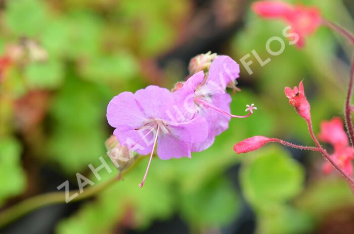 Kakost 'Cambridge' - Geranium x cantabrigiense 'Cambridge'